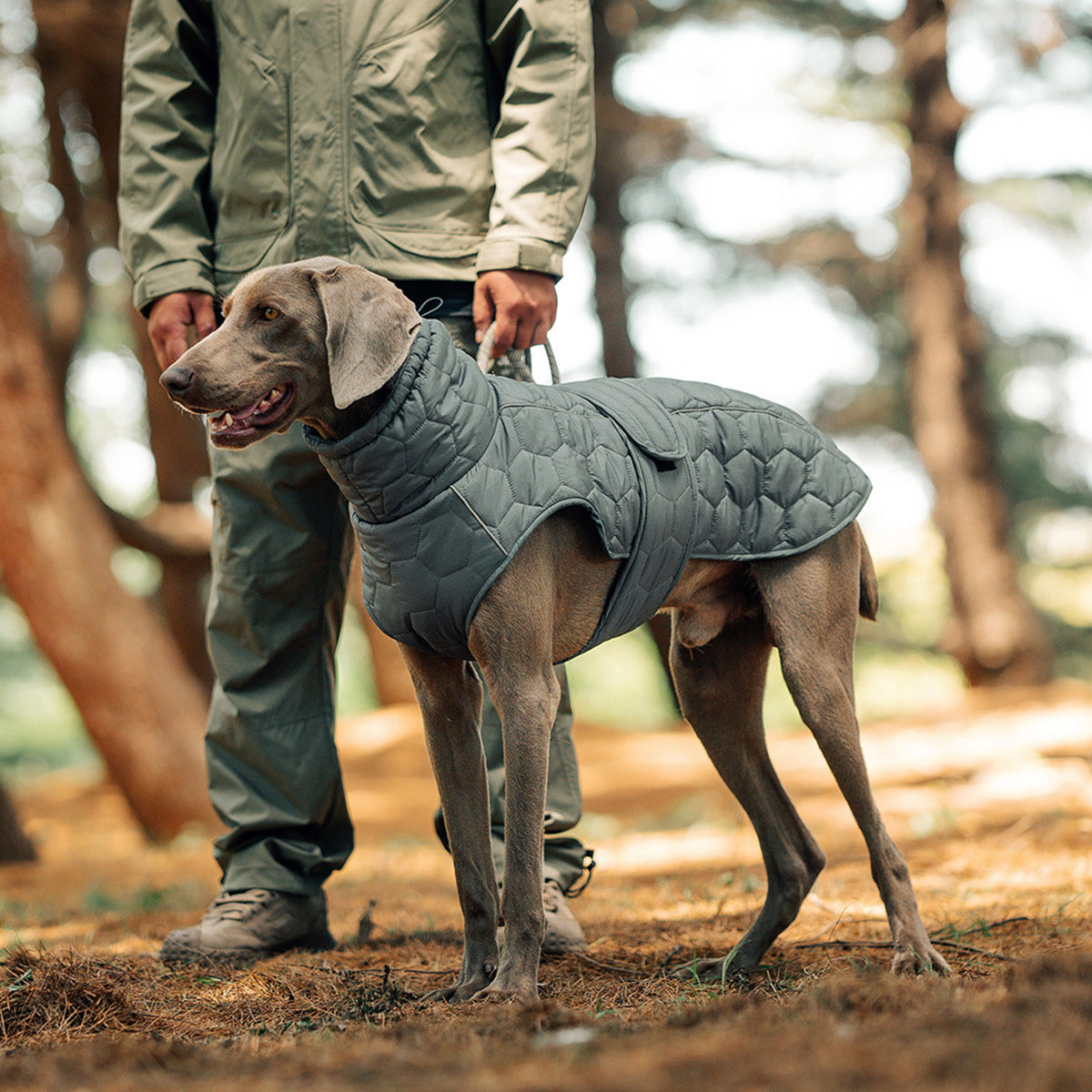 Vest-Style Polyester Dog Jacket - product image 1 [PZ-732920777980-localized-1]