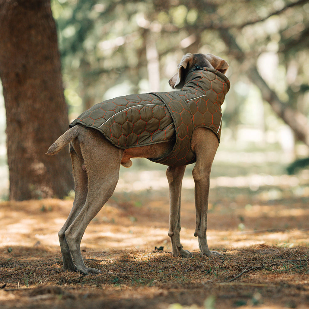 Vest-Style Polyester Dog Jacket - product image 2 [PZ-732920777980-localized-2]
