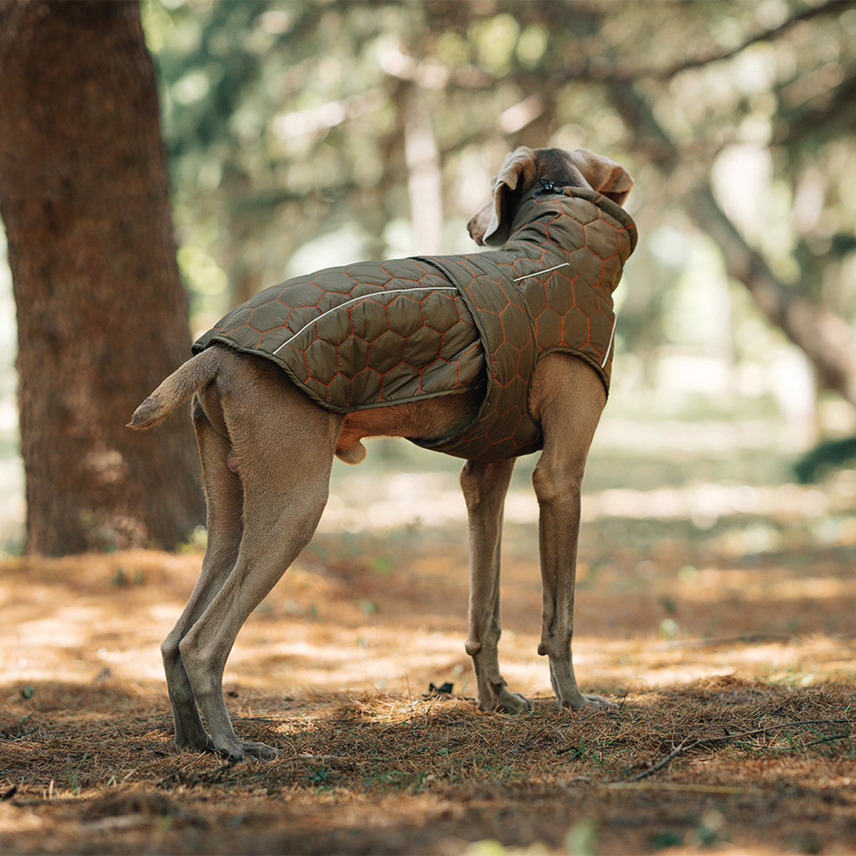 Vest-Style Polyester Dog Jacket - product image 2 [PZ-732920777980-localized-2]